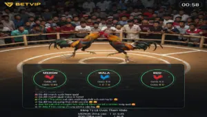 Luật Đá Gà Cựa Sắt Thomo Chi Tiết Và Chuẩn Xác Nhất