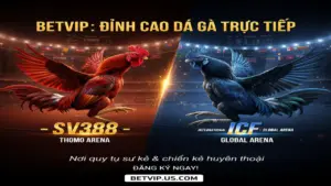 Top Sảnh Đá Gà Trực Tiếp Betvip Hấp Dẫn Nhất
