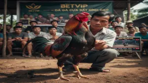 Xem Tướng Gà Chọi Chiến Kê - Bí Kíp Chọn Thần Kê Bất Bại